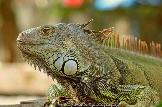 Taman Balekambang Surakarta